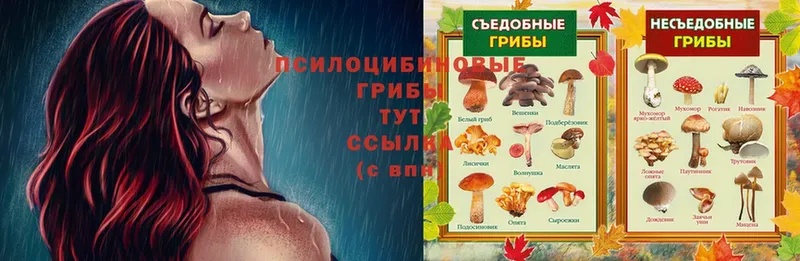 shop официальный сайт  Бабушкин  Галлюциногенные грибы мицелий 